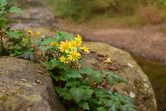 Chrysanthemum indicum