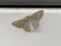 Chlorochlamys phyllinaria