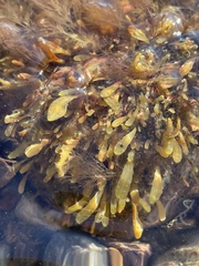 Fucus serratus