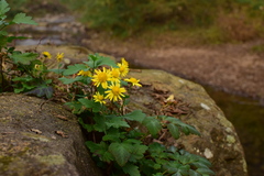 Chrysanthemum indicum