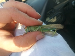 Locusta migratoria