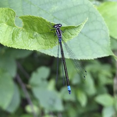 Coenagrion pulchellum