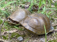 Terrapene carolina triunguis