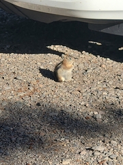 Callospermophilus lateralis