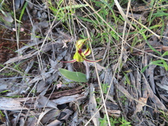 Caladenia toxochila