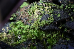 Calymperastrum latifolium