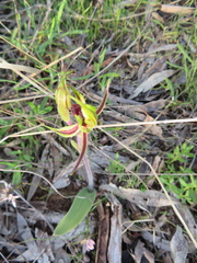 Caladenia toxochila