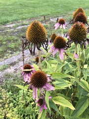 Echinacea