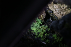 Calymperastrum latifolium