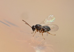 Cynipidae