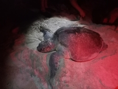 Lepidochelys olivacea