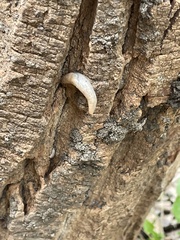 Deroceras reticulatum