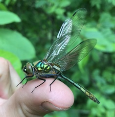 Cordulia aenea aenea