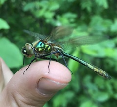 Cordulia aenea aenea