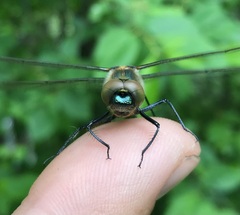 Cordulia aenea aenea