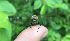 Cordulia aenea aenea