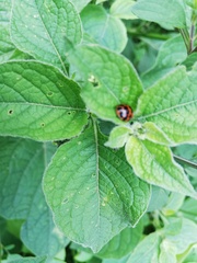 Harmonia axyridis