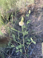 Dalea albiflora