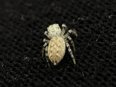 Pelegrina galathea