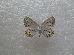 Plebejus maracandicus