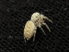 Pelegrina galathea