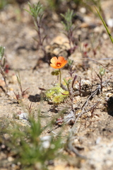 Drosera glanduligera