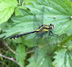 Gomphus vulgatissimus
