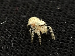 Pelegrina galathea