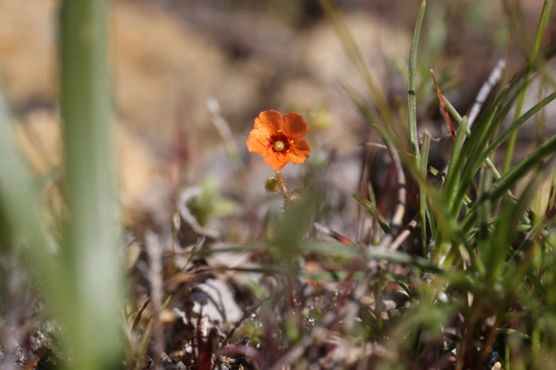 Drosera glanduligera (Drosera glanduligera)