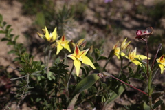 Caladenia flava flava
