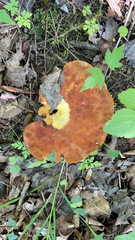 Boletinellus merulioides