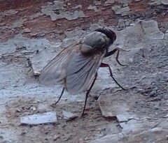 Muscina stabulans