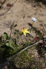 Caladenia flava flava
