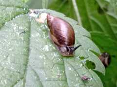 Succinea putris