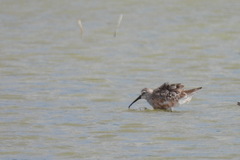 Calidris ferruginea