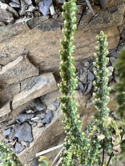 Myriopteris gracillima