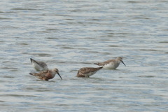 Calidris ferruginea