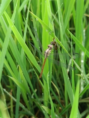 Lathrecista asiatica