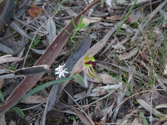 Caladenia toxochila