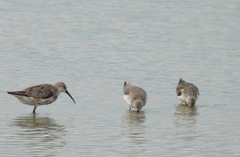 Calidris ferruginea