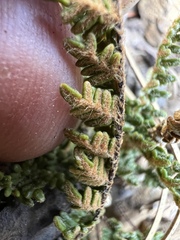 Myriopteris gracillima