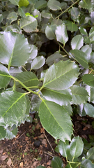 Ilex aquifolium