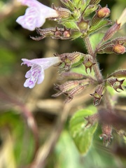 Clinopodium menthifolium ascendens