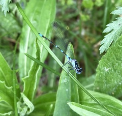 Coenagrion pulchellum