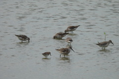Calidris ferruginea
