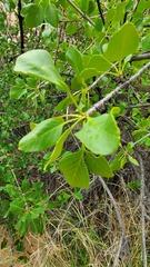 Fraxinus anomala
