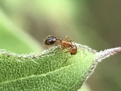 Solenopsis