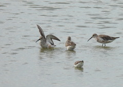 Calidris ferruginea