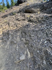 Myriopteris gracillima