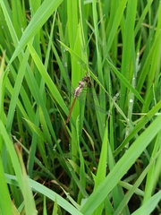 Lathrecista asiatica